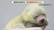 何の動物の赤ちゃん? 生後2週間 白い毛におおわれ 静岡市日本平動物園