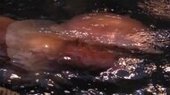 「うわ、痛い」体長2m“巨大毒クラゲ”大発生 漁網を占領 とった魚が毒で売り物にならず