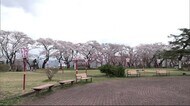 強風に負けず咲き誇る 秋田県北部でもサクラが見ごろに 秋田・大館市