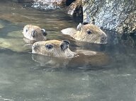 パンダもいいけど カピバラたちもかわいい！！！　三つ子の赤ちゃん“一般公開中”【兵庫発】