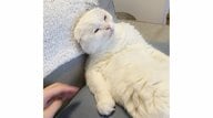 「極楽、極楽」飼い主のヘッドマッサージで“魂”が抜けかけ？とろけた猫がかわいい…いつもの姿なのか聞いた