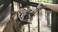 北海道には“日本一危険な動物園”がある！ヘビ・トラと触れ合いも  水族館にはかわいいペンギンも