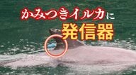 “かみつきイルカ”を特定!背びれに発信機 「人慣れしすぎ」で海水浴客に近付く個体 リアルタイムで位置を見える化し被害防止へ