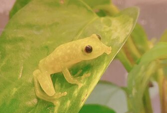 すやぁ 葉にぺたりと寝るカエルの擬態がすごい 癒される人も続出 生態を専門家に聞いた すやぁ 葉にぺたりと寝るカエルの擬態がすごい 癒される人も続出 生態を専門家に聞いた