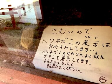 ハリネズミを見に来たはずがそこには“ブラシ”!?ピッタリな代役を立てた動物園のセンスに爆笑