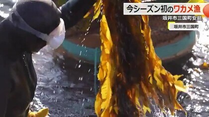 越前海岸、春の風物詩「ワカメ漁」　解禁から13日…ようやく気象条件そろう　海女が収穫や天日干し　【福井】
