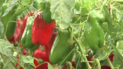 猛暑で野菜の収穫に大打撃　ピーマンが熟しすぎ赤色に…「もうやめようかな」出荷できず農家が厳しい状況