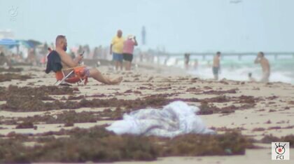 “過去最大規模”大量の海藻が漂着　健康被害や生態系に懸念　米・フロリダ州