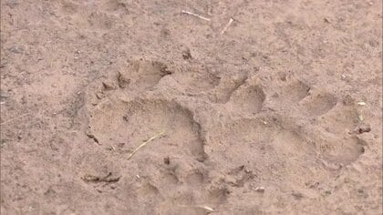 78歳女性が散歩中クマ1頭に襲われけが　背中引っかかれるも意識あり命に別条なし　秋田・能代市　