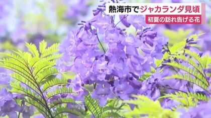 熱海市でジャカランダ見頃　初夏の訪れ告げる花　「すごくきれい」