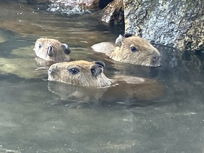 パンダもいいけど カピバラたちもかわいい！！！　三つ子の赤ちゃん“一般公開中”【兵庫発】