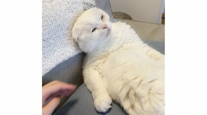 「極楽、極楽」飼い主のヘッドマッサージで“魂”が抜けかけ？とろけた猫がかわいい…いつもの姿なのか聞いた