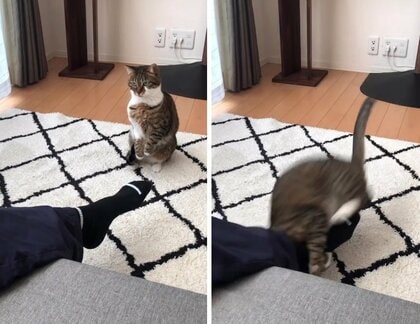 パパの足に狙いを定め…愛猫の想像超えるパワフルな“襲撃”に絶叫！ママは爆笑　状況を聞いてみた