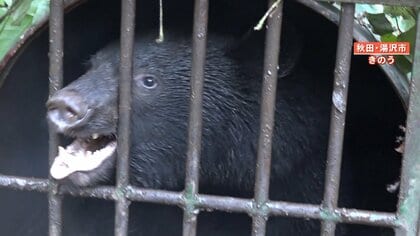 【過去最悪】クマによる人的被害最多・秋田県のクマ捕獲現場に密着取材　利益が半分になってしまうリンゴ園も…