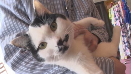 ネコの恩返し!? 「会ってみたい看板ネコ」でランクイン！ にゃんともかわいい看板ネコの日課【新潟発】