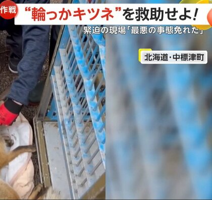 【緊迫】首に“太い輪っか”挟まったキツネの救出大作戦！「少し弱っていた」麻酔で眠らせ切断…長い間苦しんだ跡も　北海道・中標津町