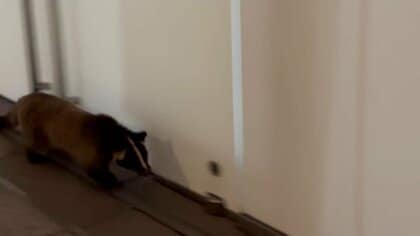 東京駅周辺のビル群で「ハクビシン」目撃される　これまで千代田区では「捕獲ゼロ」なのに…専門家「都市化が進んだ」