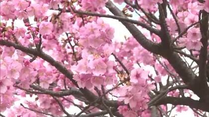 倉敷川沿いが“春の色”に　まちを華やかに彩る「千本桜」市は公共交通機関使った花見を呼びかけ【岡山】