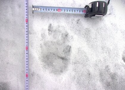 【ヒグマ速報】雪の上にクッキリと足跡―複数の”クマのような”足跡が見つかる_幅約13センチで東方向へと向かう_現場付近は会社事務所が立ち並ぶエリア〈北海道函館市〉