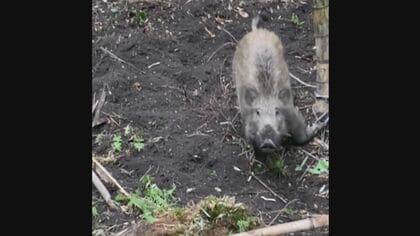 “豚熱”で数が激減し仕留められず…イノシシの日本三大産地・岐阜県郡上市 伝統のジビエ料理が迎えた危機