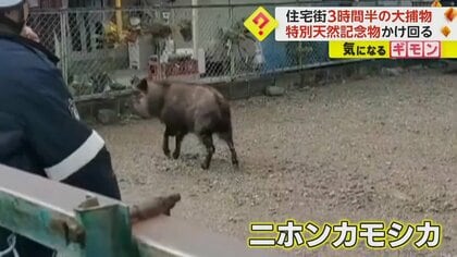 住宅街にニホンカモシカ現る　「ネット足りない！」体長1mの特別天然記念物が駆け回り大捕物　静岡・島田市