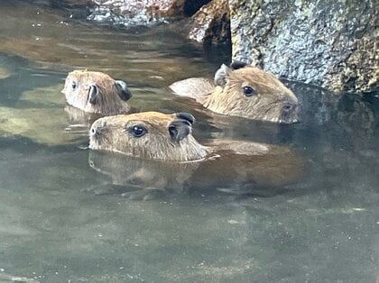 babythree 1000％ V２ カピバラ オイル目 かわいい口 babythree 1000% カピバラ オイル 可愛い厶ー口 ①