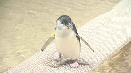 心一瞬でわし掴み」世界最小フェアリーペンギン“赤ちゃん”AOAOサッポロ