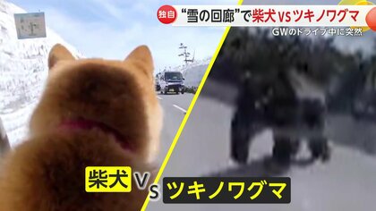 驚き】「初めて見る挙動」人気観光地に現れたツキノワグマ…愛犬がとっ