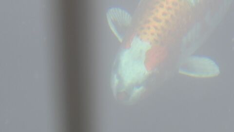 人面魚ブームにあやかる…約35年前の『猫面魚』実は“仕掛けられた話題”だった 当時市が購入して池に放す