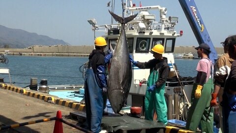 急転直下の“仕切り直し会議”でクロマグロ漁獲枠拡大…25％増で合意　「安くなったらうれしい」海鮮店では期待の声