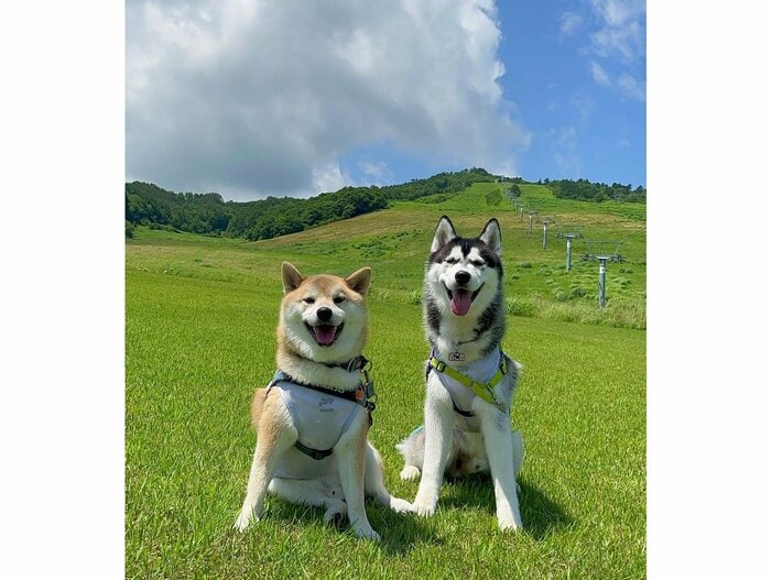 写真 左:おもちくん 右:おこめくん(提供:柴リアンハスキーもちごめ兄弟さん)