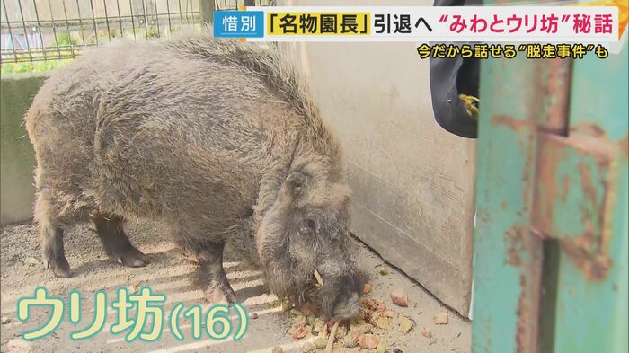 “ウリ坊”の現在の姿