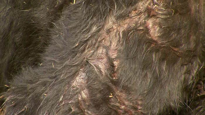 右足に40センチほどの傷