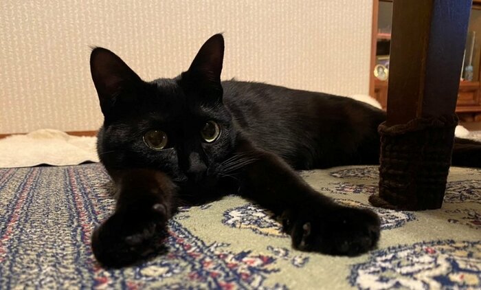 美人な黒猫に成長している