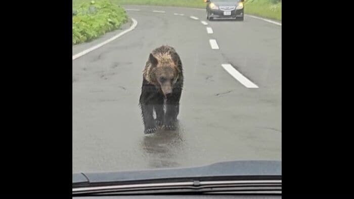 車道を歩くクマ(撮影:視聴者)