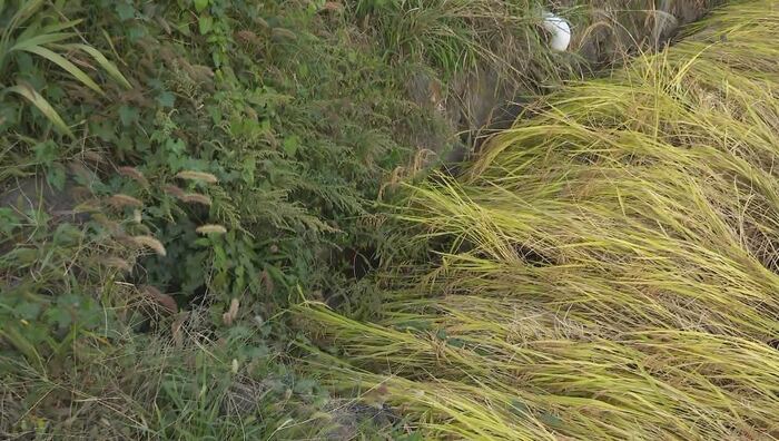 89歳の男性を発見した水田脇の用水路