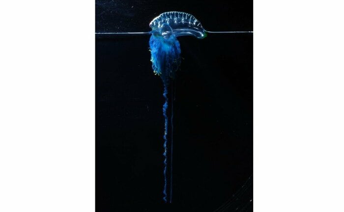 触手は10mになることも(画像提供:新江ノ島水族館)