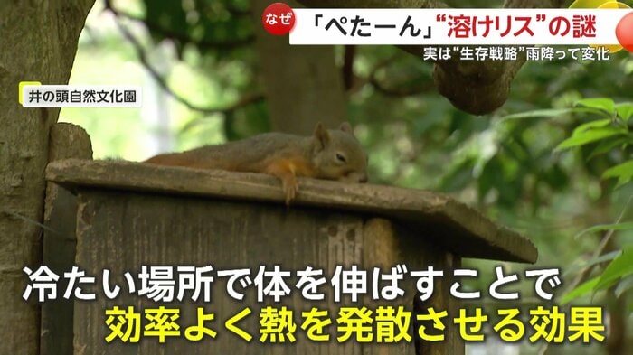 実はリスの目的は「体温調節」