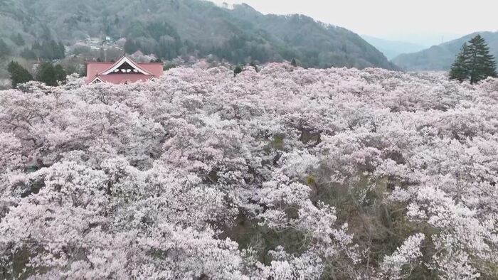高遠城址公園の「天下第一の桜」(長野・伊那市)