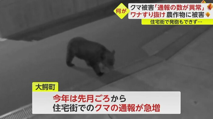 先月頃から住宅街でのクマの通報が急増
