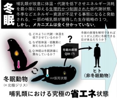 冬眠のメカニズム(提供:筑波大学・理化学研究所)