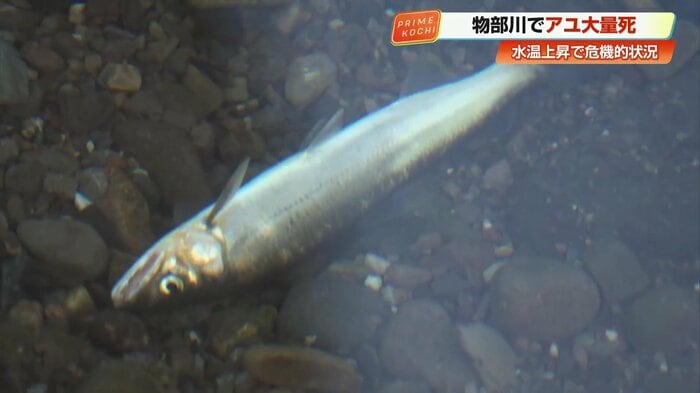 水面に浮くアユの死骸