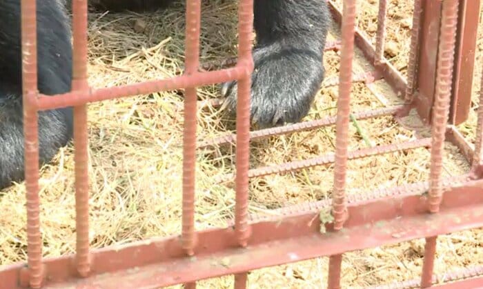 わなにかかったクマは鋭いツメをみせていた