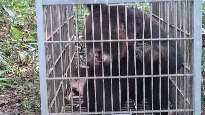 クマが餌不足の状態で冬眠に入ったこの冬は注意が必要