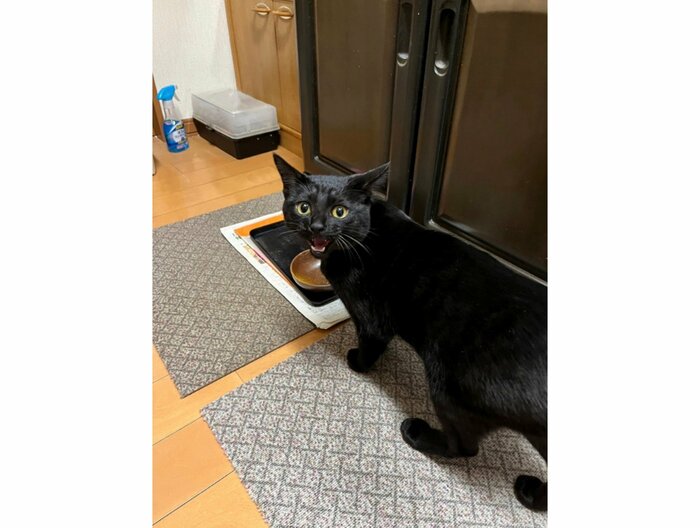 エサが入っている戸棚の前で催促(提供:サラミさん)