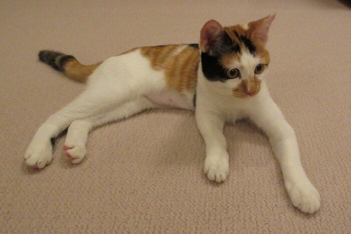 皇后・雅子さまが撮影された「美海」　宮内庁提供