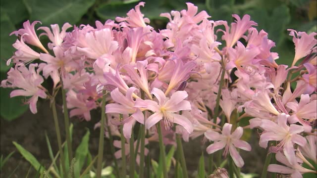 涼やかな気分に 「ナツズイセン」見ごろ