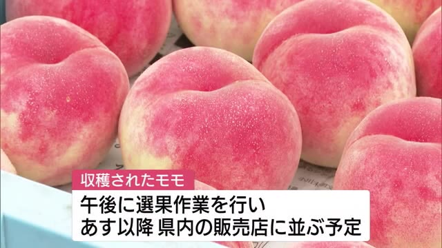 白根地区で“モモ”の収穫作業 「旬のモモで元気に」 実は大きく糖度も高い出来【新潟】