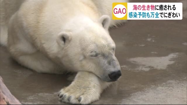 感染予防は万全に 海の生き物と間近に触れ合う 秋田・男鹿市