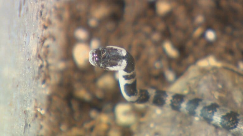 一般住宅で見つかった“幻のヘビ”「シロマダラ」のその後…実は再び出くわしていたことが判明!ヘビのご利益?男性に起きた幸運な出来事とは|FNNプライムオンライン